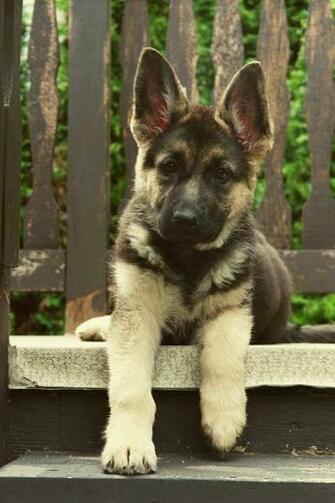 German Shepherd Puppy Baby Wallpaper