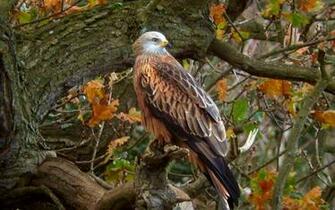 Eagle Tree Wallpaper Photo And All