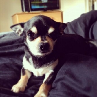Black Chihuahua Dog Wallpaper Magz