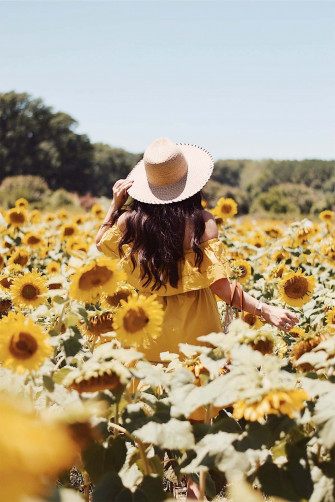 Sunflower Field Wallpaper