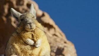 Planet Earth Ii Ers Take To Reveal Their