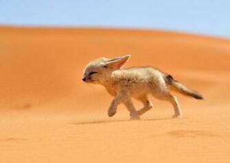 Fennec Fox HD Wallpaper Background Image