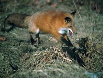 Desktop Fox Hunt Pics Wallpaper