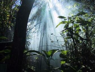 Jungle Dreaming Desktop Pc And Mac Wallpaper