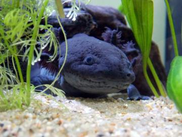 Black Axolotl Wallpaper With Green Plants Loud