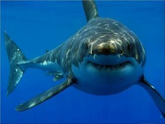 Great White Shark HD Wallpaper