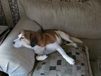 Seamus Couch Jpg Oh And Lest Ye Worry Strawberry Jam Has Been