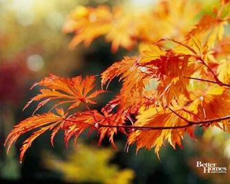 Fall Colors Desktop Wallpaper