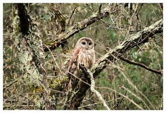 Hoot Owl By Theman268