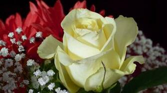 Yellow Rose HD Wallpaper