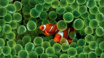 HD Wallpaper Animals Clown Fishes