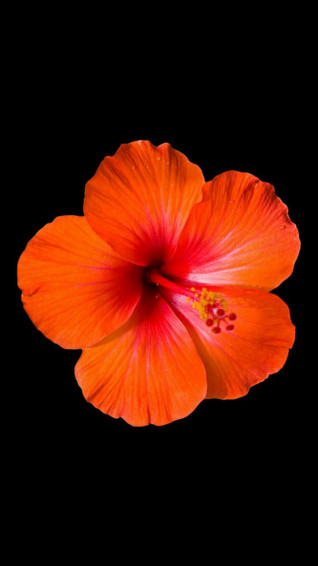 HD Hibiscus Orange Flower Flowers Photography Wallpaper Amazing