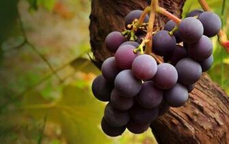 Wallpaper Grapes