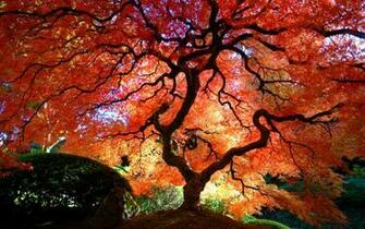 Japanese Maple Wallpaper