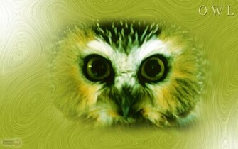 Owl Wallpaper Background Desktop