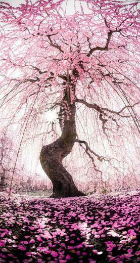 Japanese Apricot Tree The iPhone Wallpaper