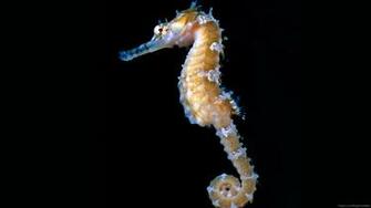 Seahorse Computer Wallpaper Desktop Background Id