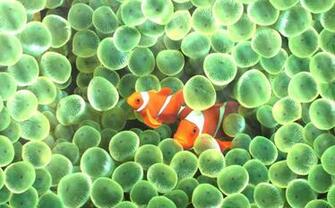 Ocean Adventure Aquarium Animated Wallpaper Desktopanimated
