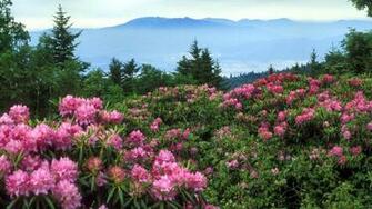 Mountain Flowers North Carolina Wallpaper Ibackgroundwallpaper