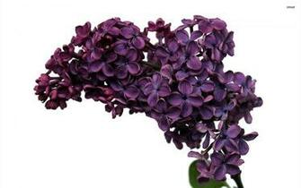 Lilac Wallpaper Flower