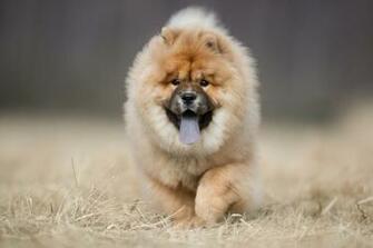 My Chow HD Wallpaper New Tab Theme Mystart