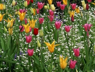 Spring Rain Wallpaper HD