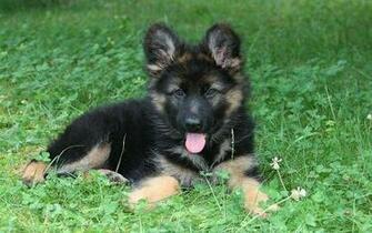 German Shepherd Picture
