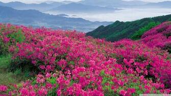 Field Of Wild Flowers Wallpaper