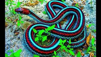 Snakes Snake Tattoo Designs For Girls Fashion Star