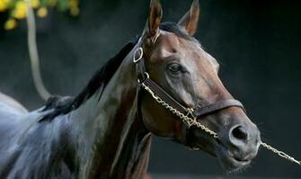 Kentucky Derby Odds Crowd