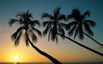 Beautiful Palm Trees Wallpaper