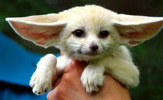 Looks A Bit Like The Flying Nun Is It Ears Or Brown Eyes