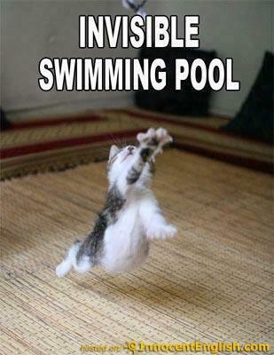 Funny Wallpaper HD Cats With Sayings