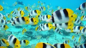 Tropical Fish Desktop Wallpaper HD