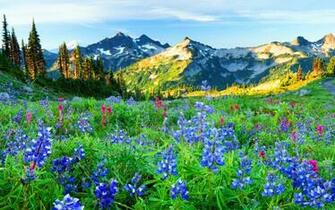 Flowers Mountain Wildflowers Wallpaper