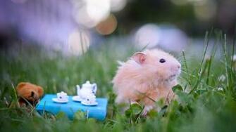 Animal Funny Hamster On Park Wallpaper Full HD