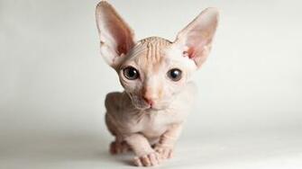Image Sphynx Cat Cats Snout Animal Glance