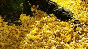 Autumn Fall HD Wallpaper 4k