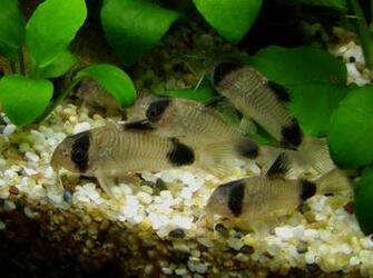 Freshwater Fish Wallpaper