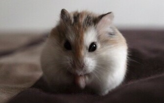 Cute Hamster Wallpaper HD Jpg