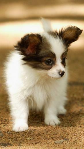 Cute Animals iPhone Wallpaper You Would Love To