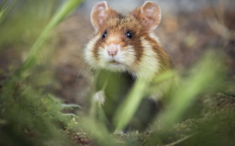 Hamster Wallpaper