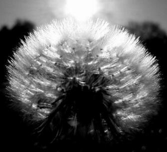 Dandelion Black And White Wallpaper