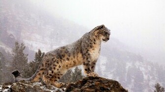 White Leopard HD Wallpaper Desktop Beautiful Image Of