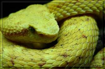 Eyelash Viper Gold By Bpfischer