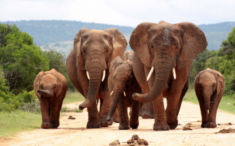 Animals Mammals Elephant Wallpaper HD