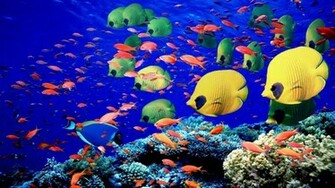 Underwater Swim Coral Reef Colors Bright Sea Life Wallpaper Background