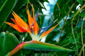 Bird Of Paradise Wallpaper HD Greater Birds