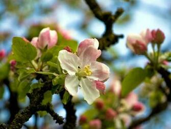 Tree Spring Wallpaper HD For Desktop