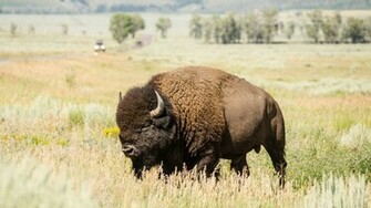 Bison Wallpaper